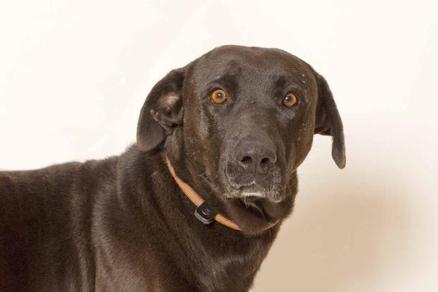 Para adoção no CROACS