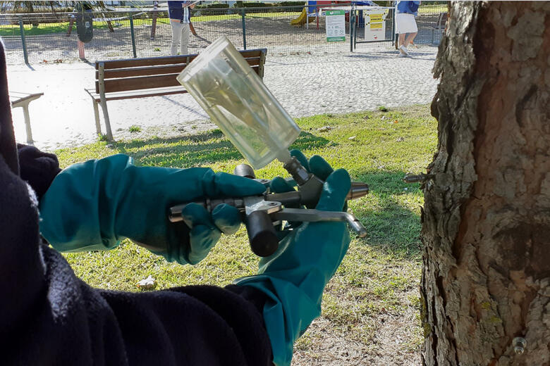 tratamento de árvores